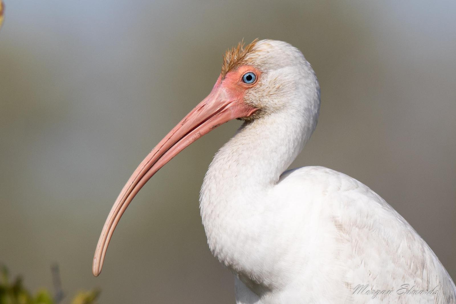 White Ibis Photo by Morgan Edwards
