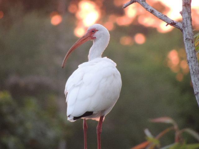 White Ibis Photo by Tony Heindel