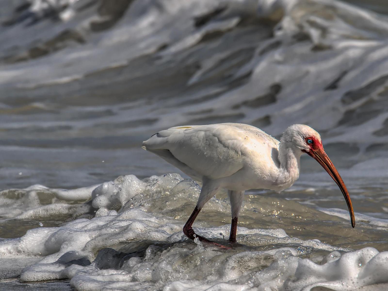 White Ibis Photo by Dan Tallman