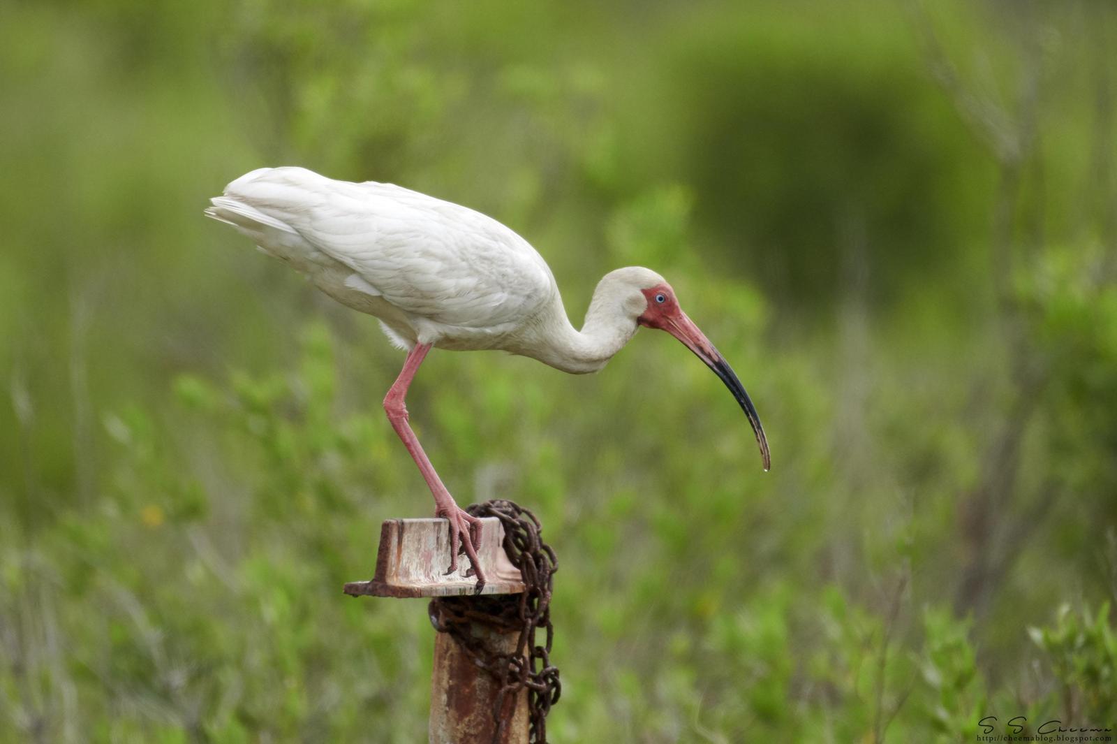 White Ibis Photo by Simepreet Cheema
