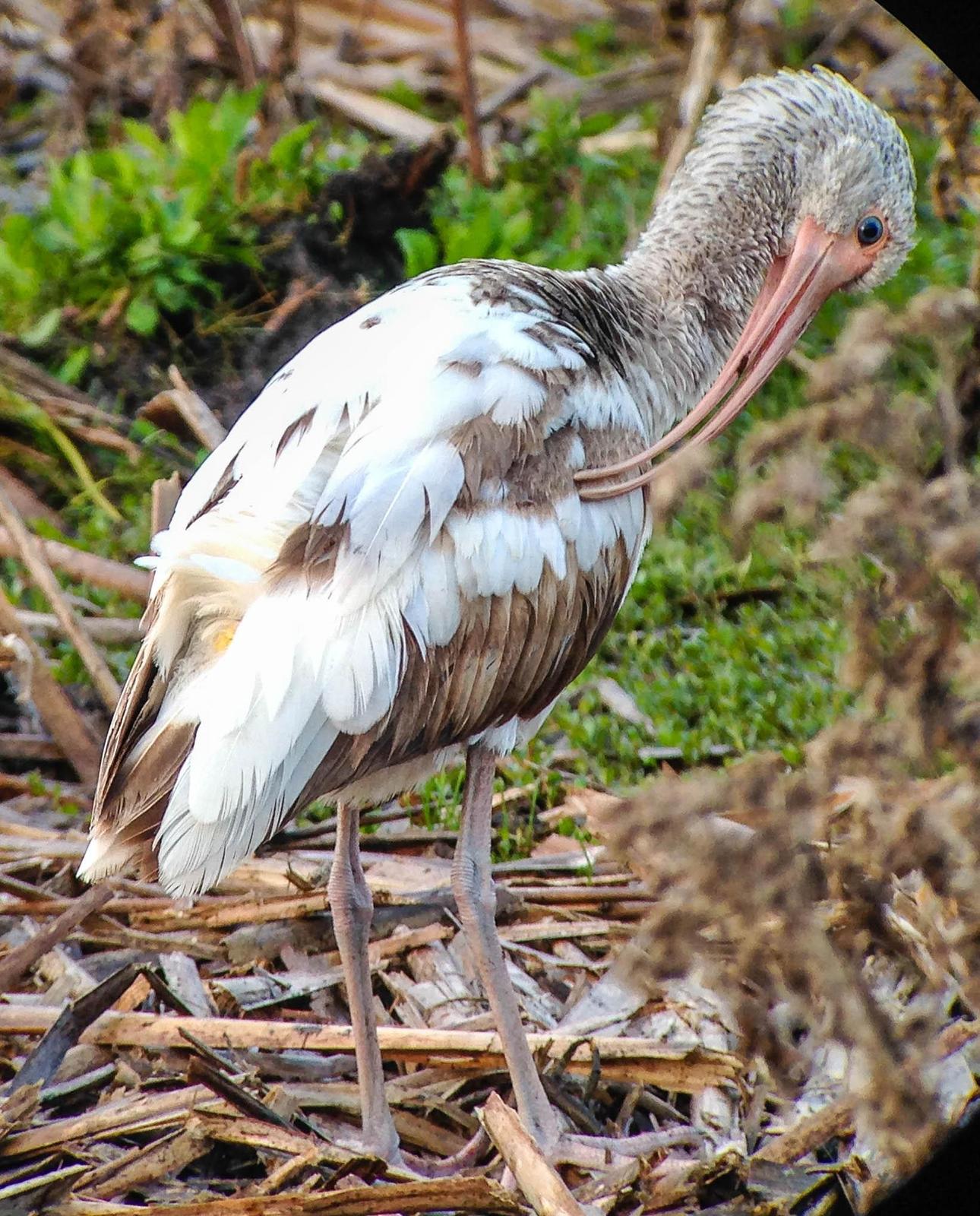 White Ibis Photo by Terry Campbell