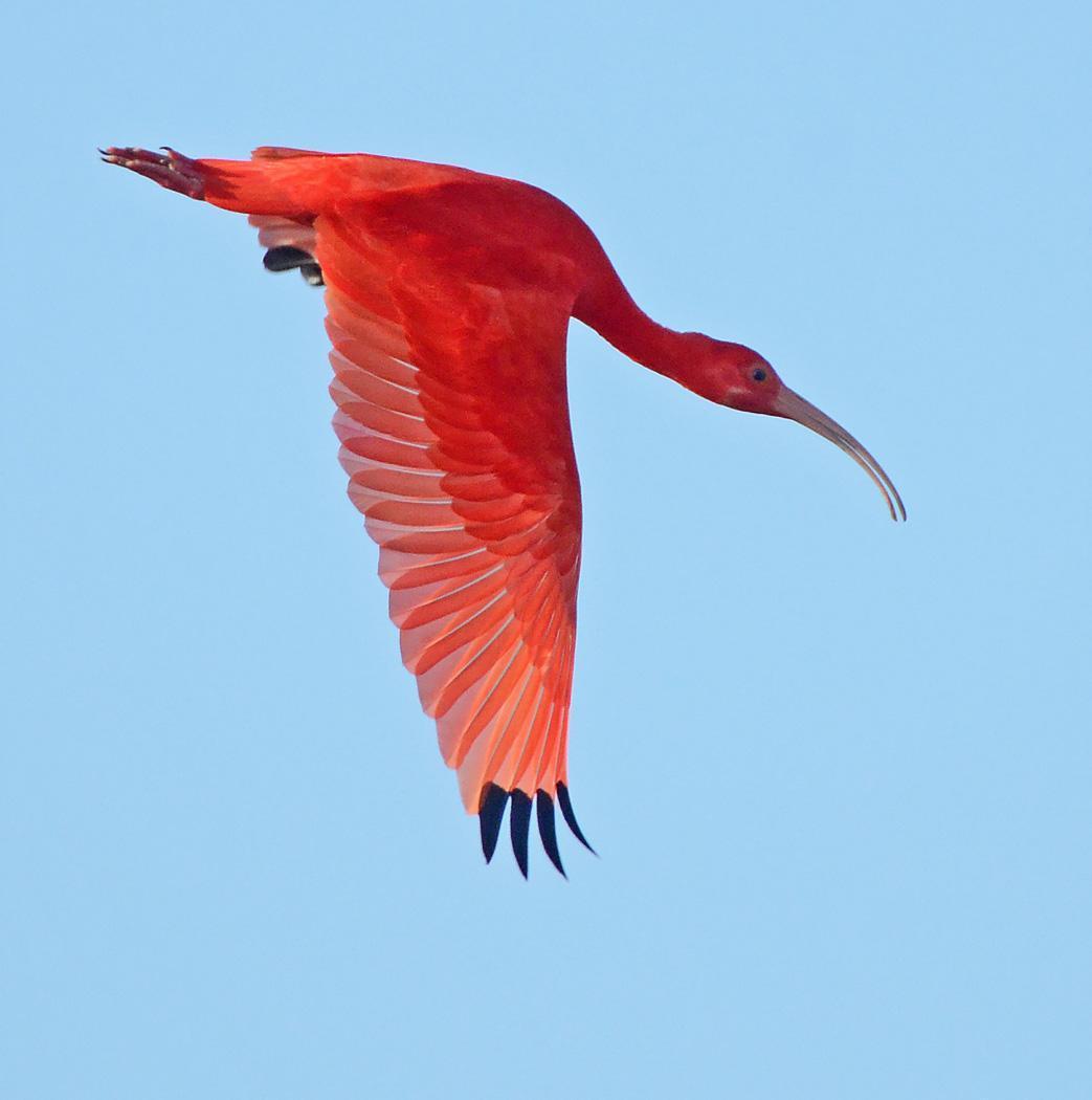 Scarlet Ibis Photo by Steven Mlodinow