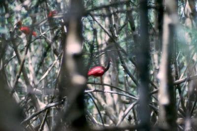 Scarlet Ibis Photo by Dan Tallman