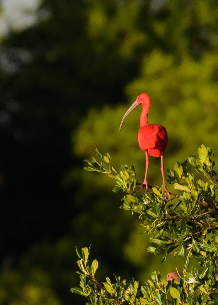 Scarlet Ibis Photo by Keshava Mysore