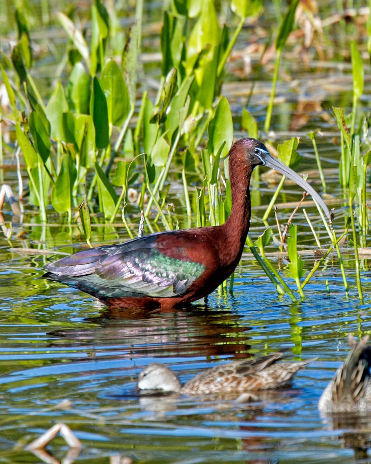 Glossy Ibis Photo by JC Knoll