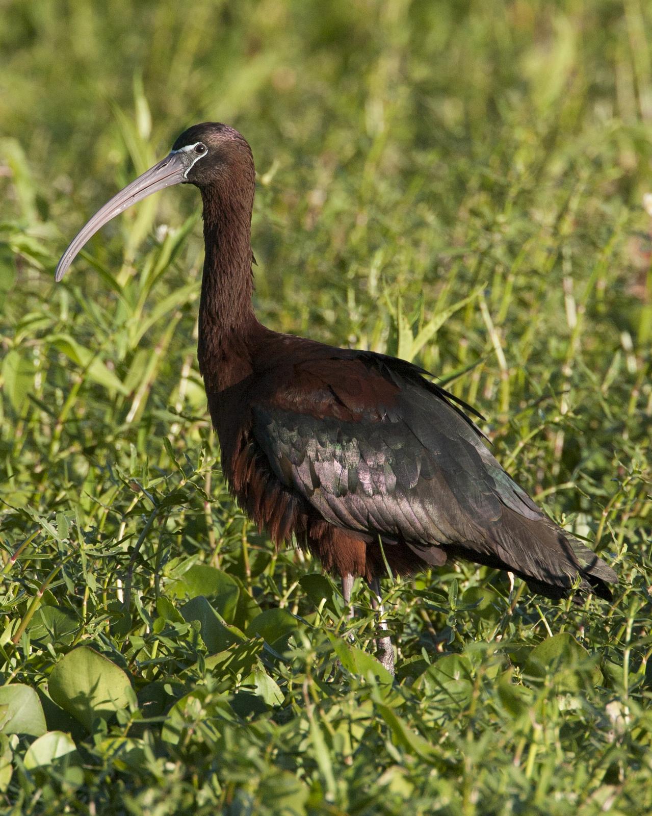 Glossy Ibis Photo by Jeff Moore