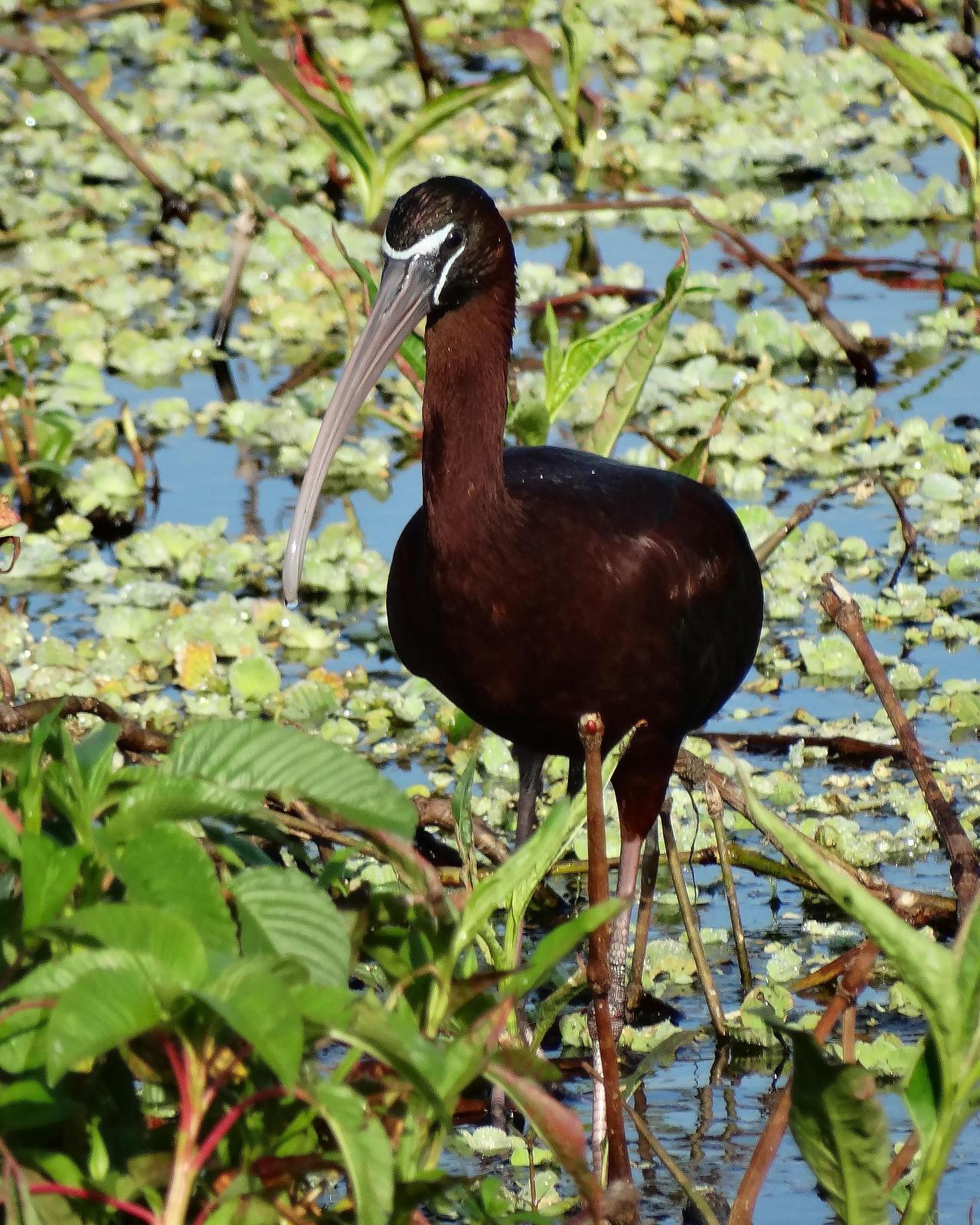 Glossy Ibis Photo by Emily Percival