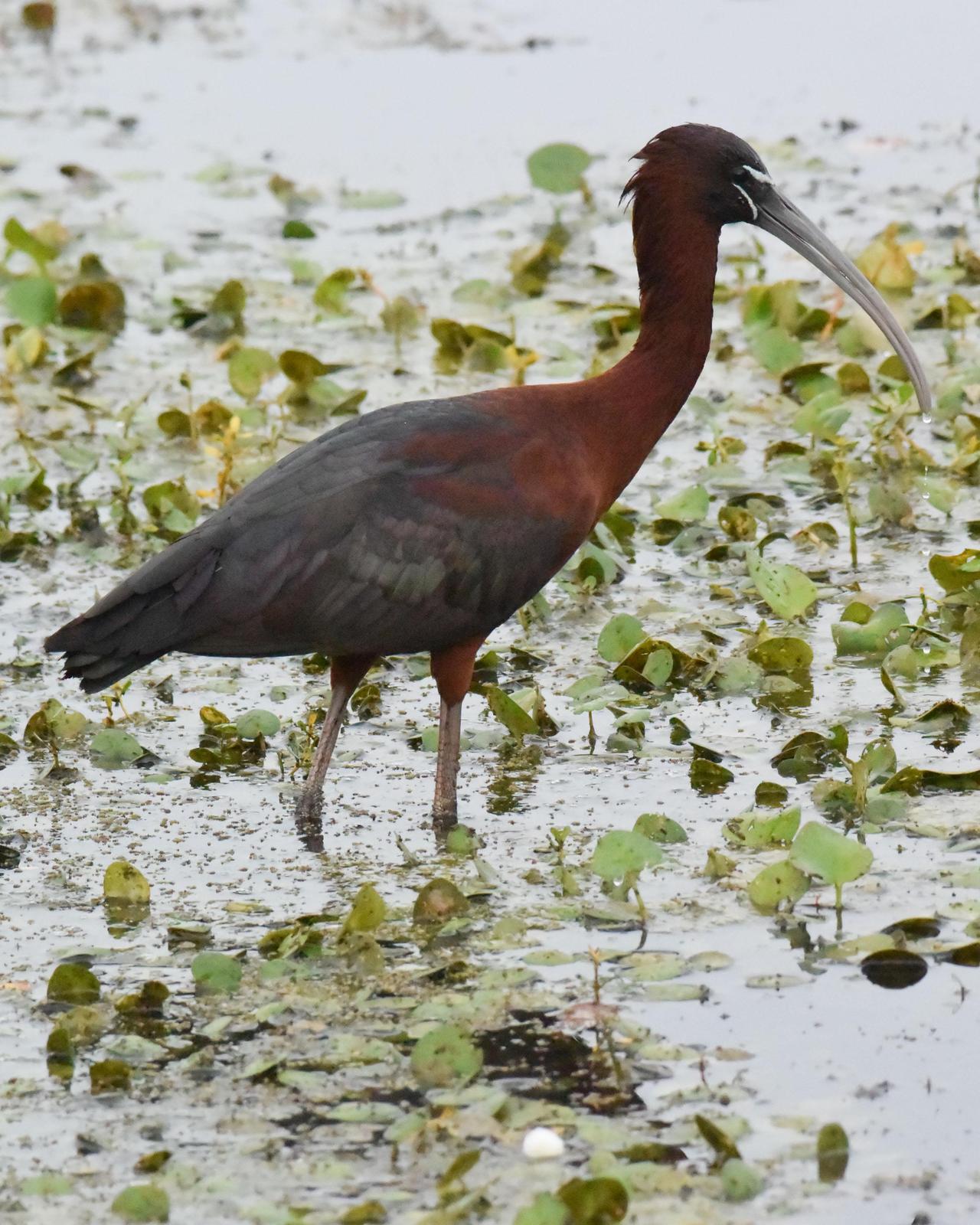 Glossy Ibis Photo by Emily Percival