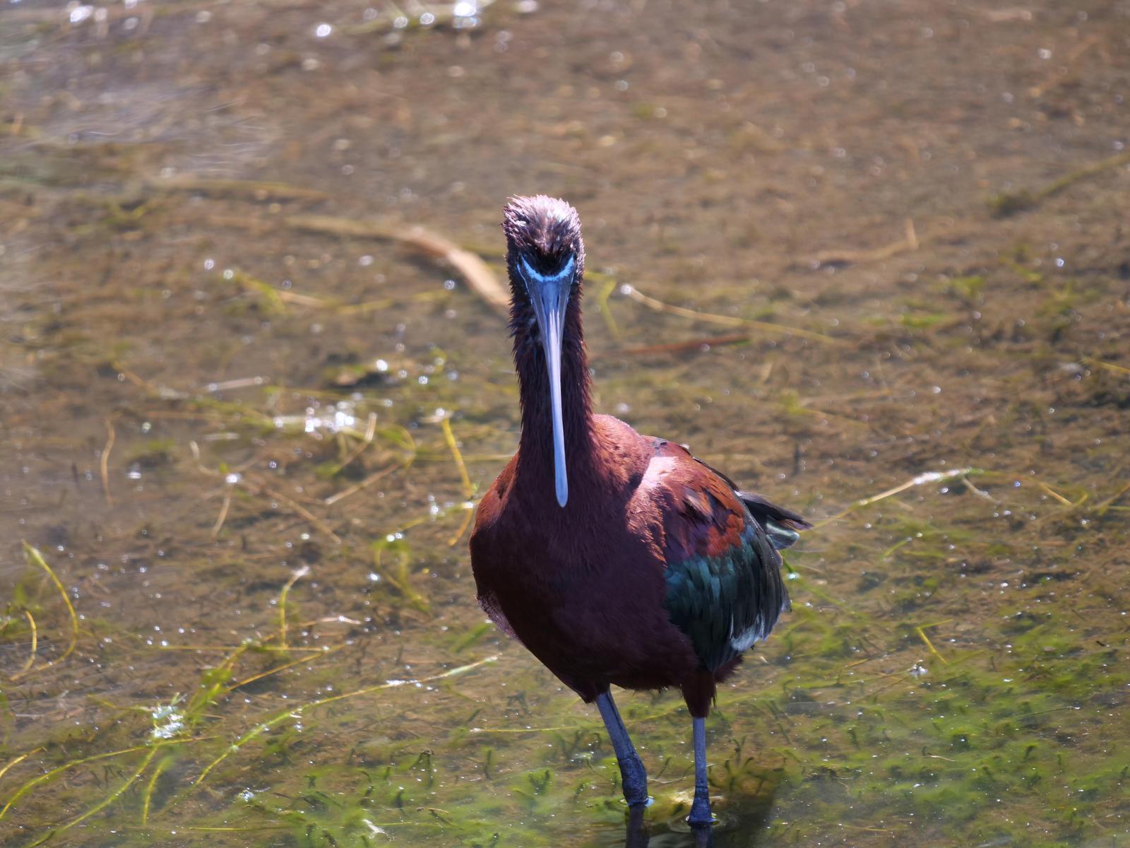 Glossy Ibis Photo by Peter Lowe