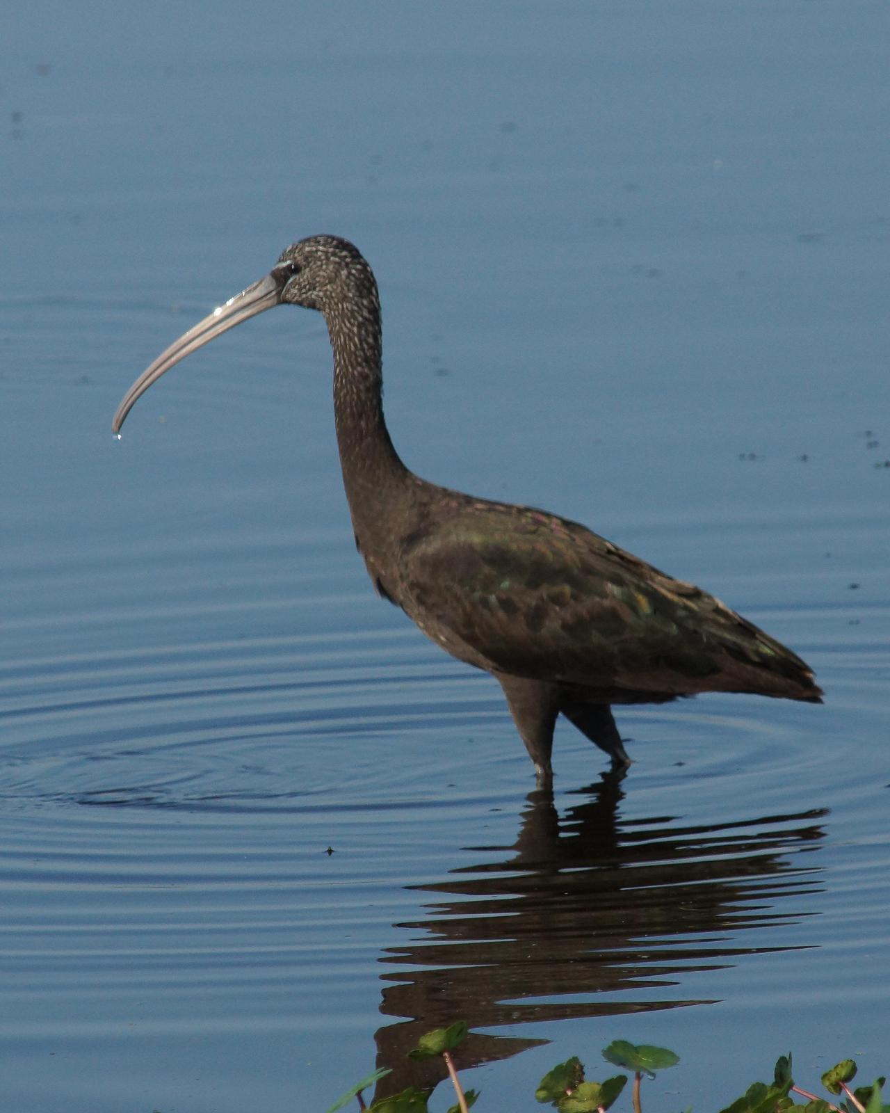 Glossy Ibis Photo by Steve Percival