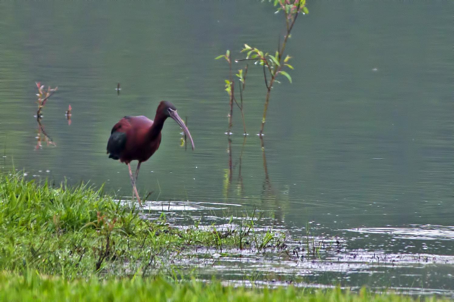Glossy Ibis Photo by Rob Dickerson