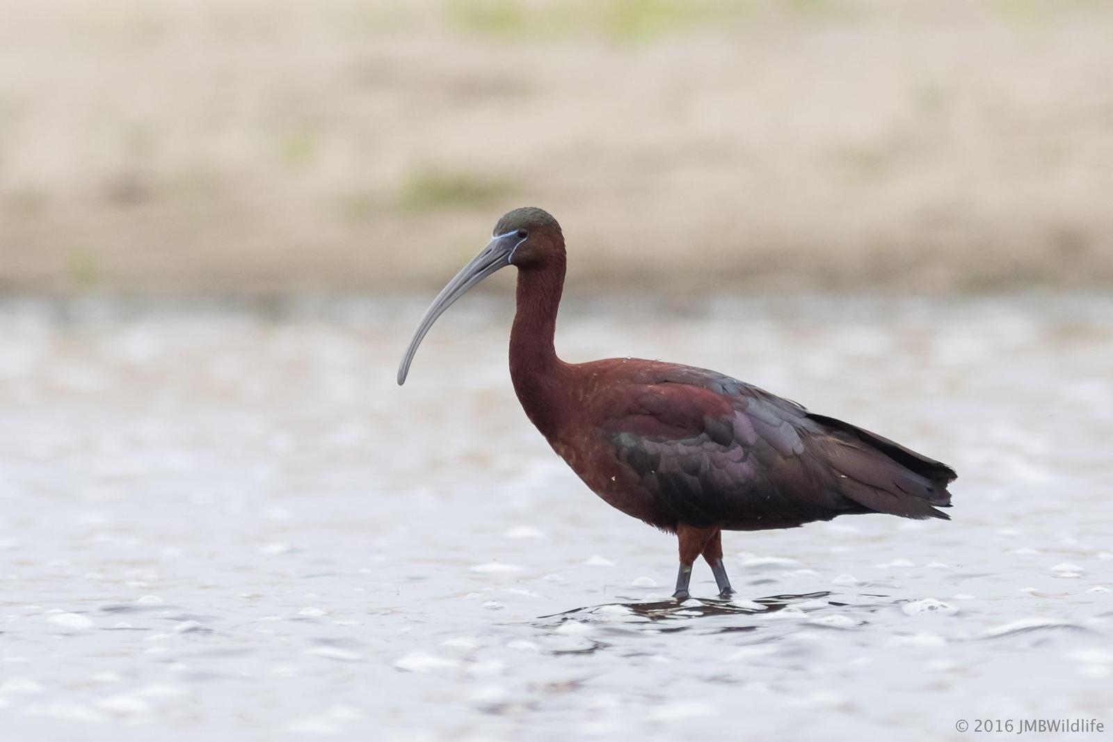 Glossy Ibis Photo by Jeff Bray