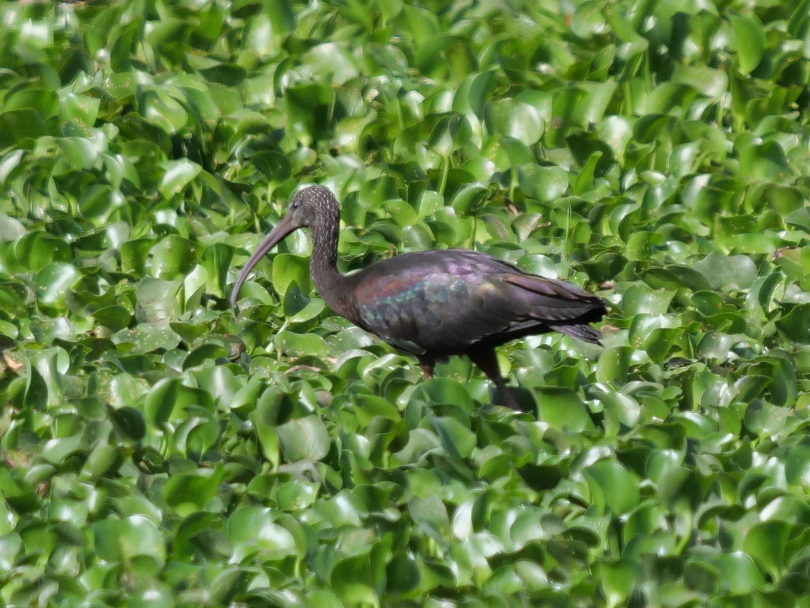 Glossy Ibis Photo by Peter Lowe