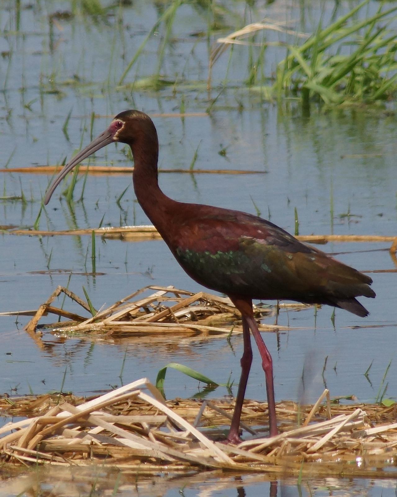 White-faced Ibis Photo by Gerald Hoekstra