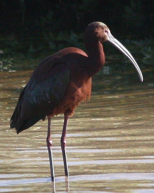 White-faced Ibis Photo by Andrew Core