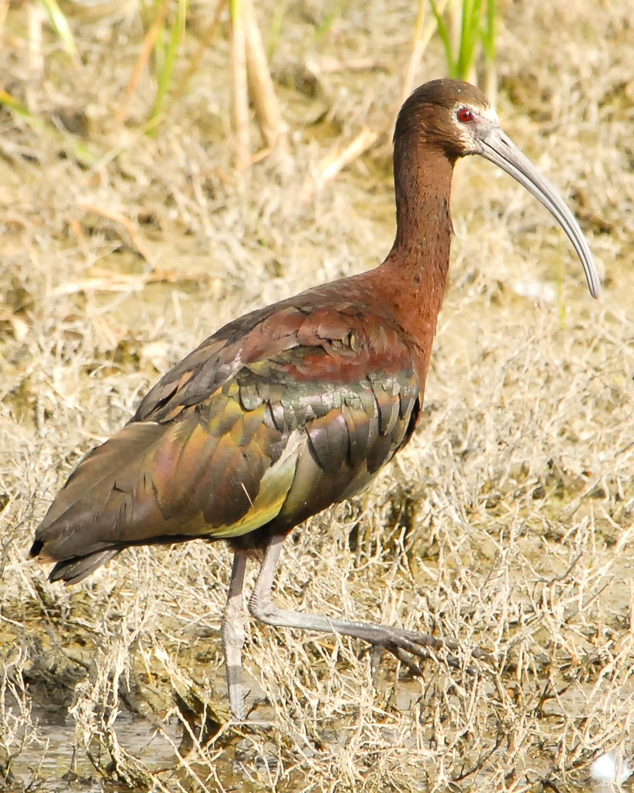 White-faced Ibis Photo by Mike Fish