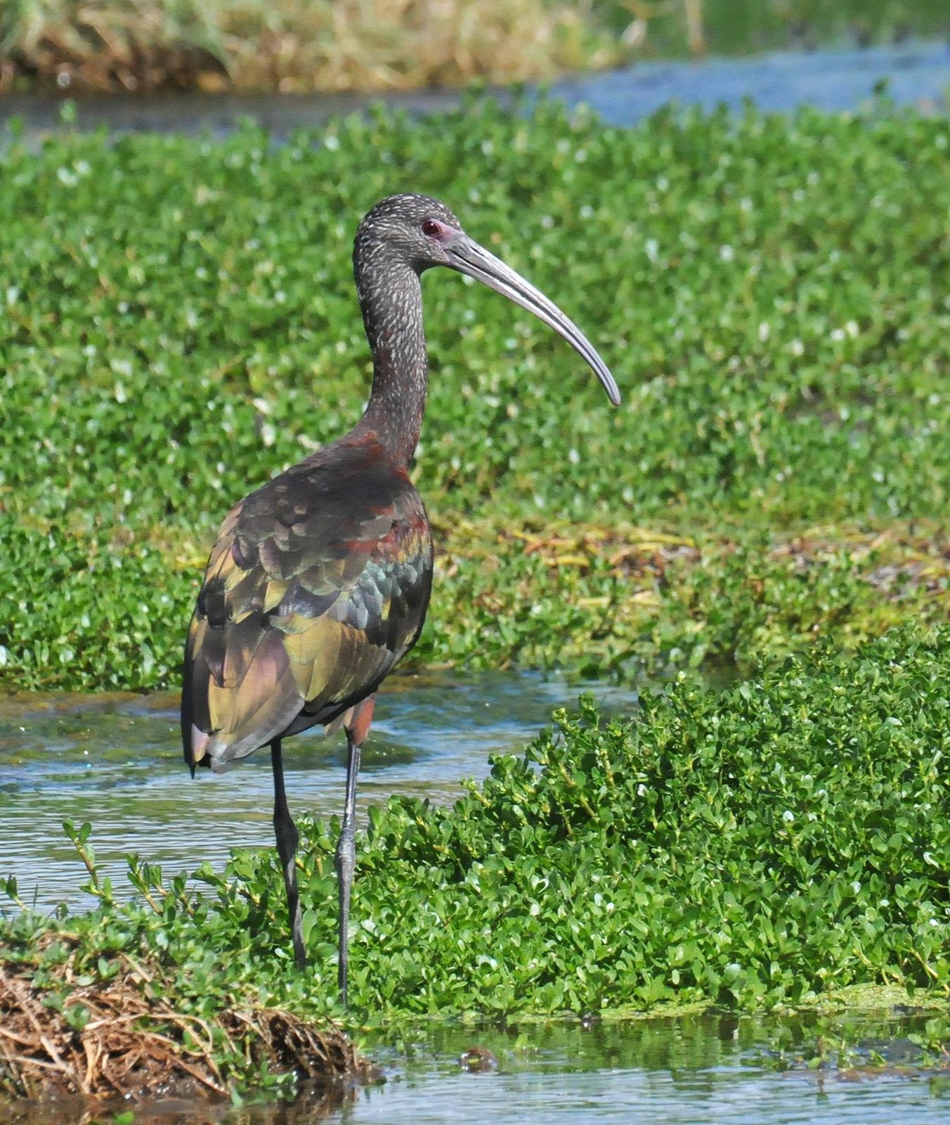 White-faced Ibis Photo by Steven Mlodinow