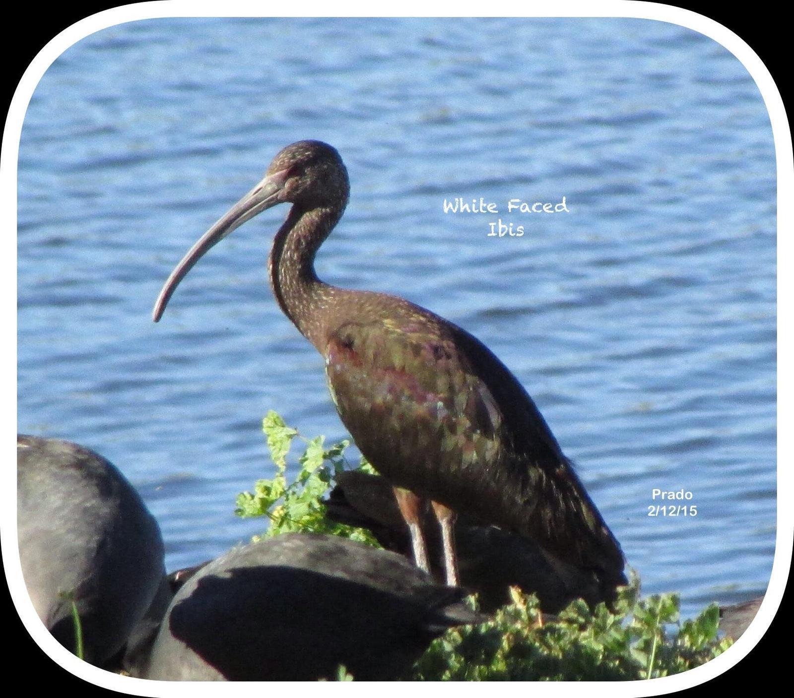 White-faced Ibis Photo by Lucille Lynch