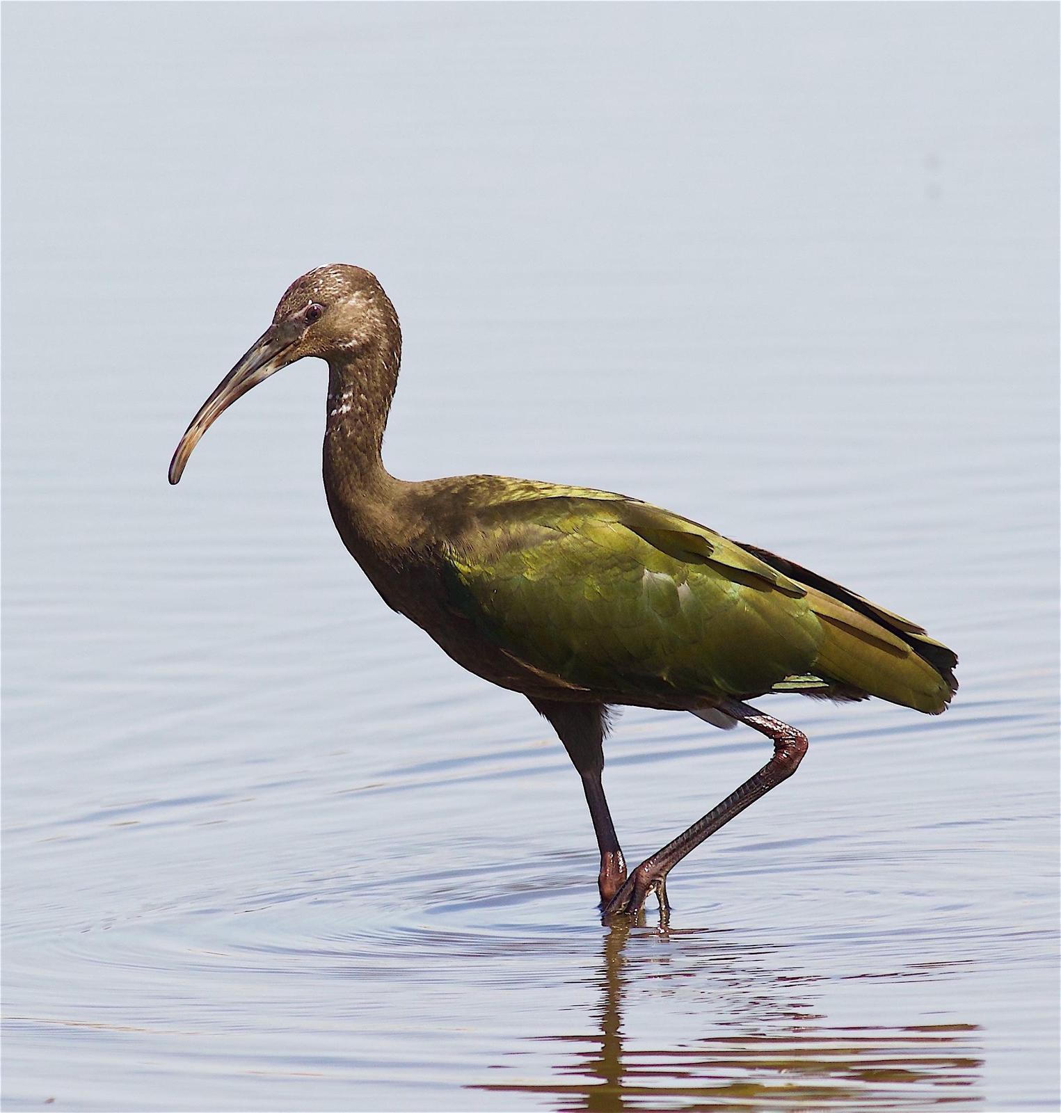 White-faced Ibis Photo by Kathryn Keith