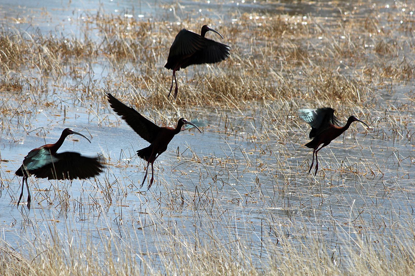 White-faced Ibis Photo by Tom Gannon