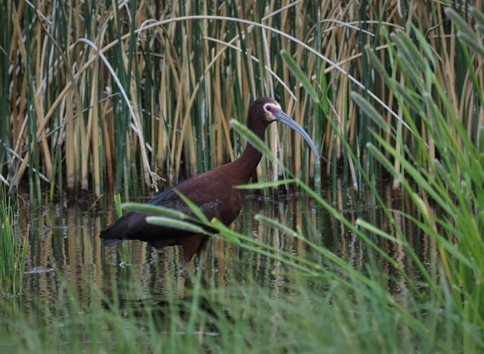 White-faced Ibis Photo by Colin Hill