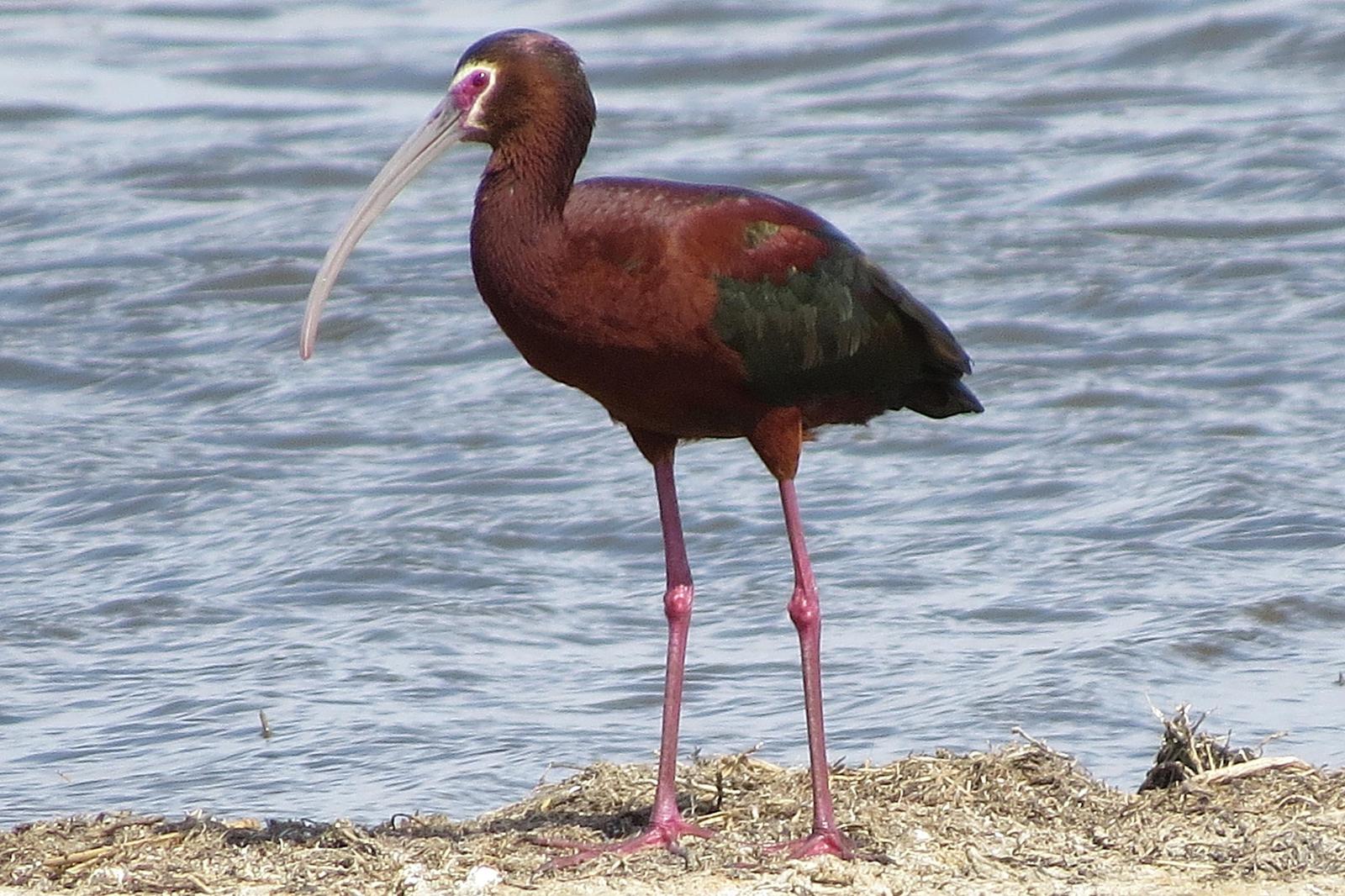 White-faced Ibis Photo by Enid Bachman