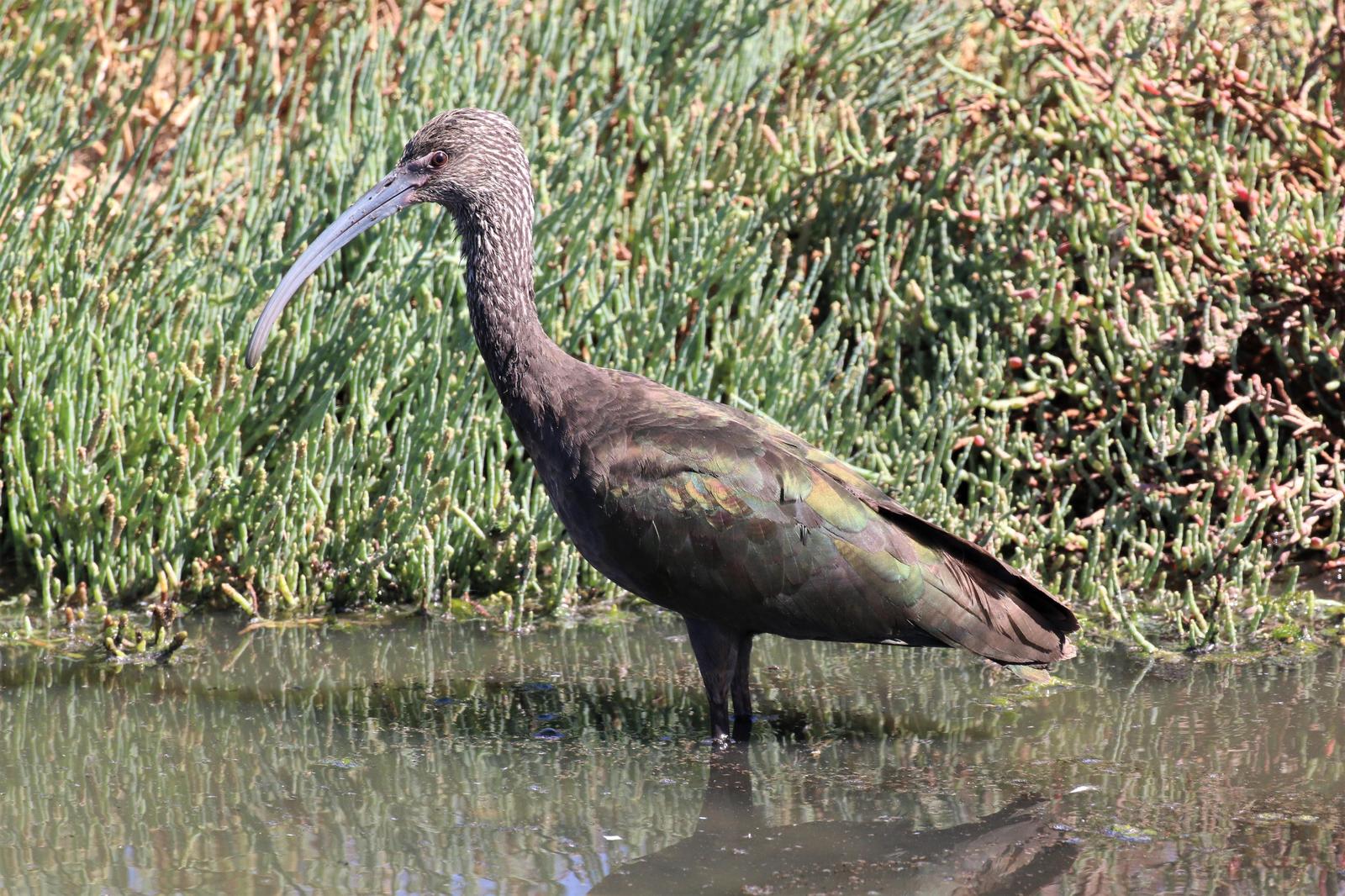 White-faced Ibis Photo by Richard Jeffers