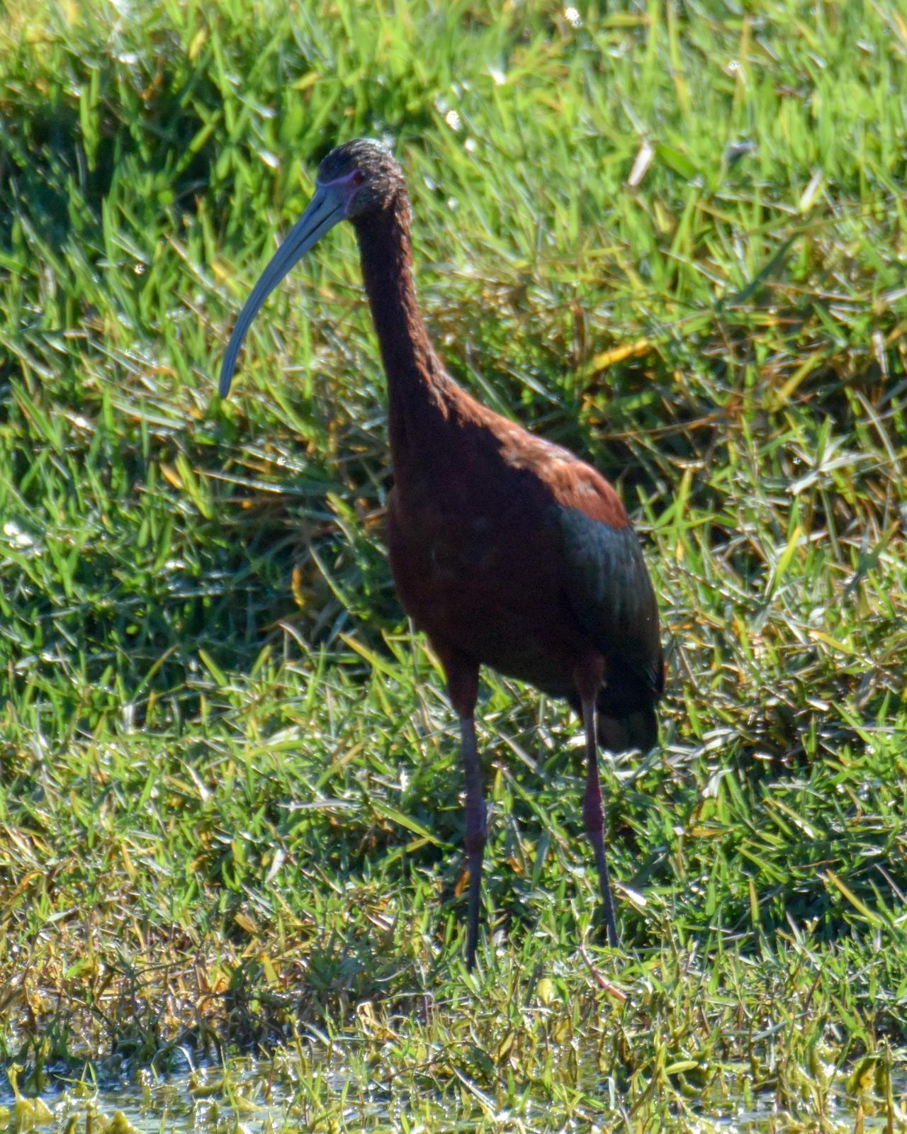 White-faced Ibis Photo by Emily Percival
