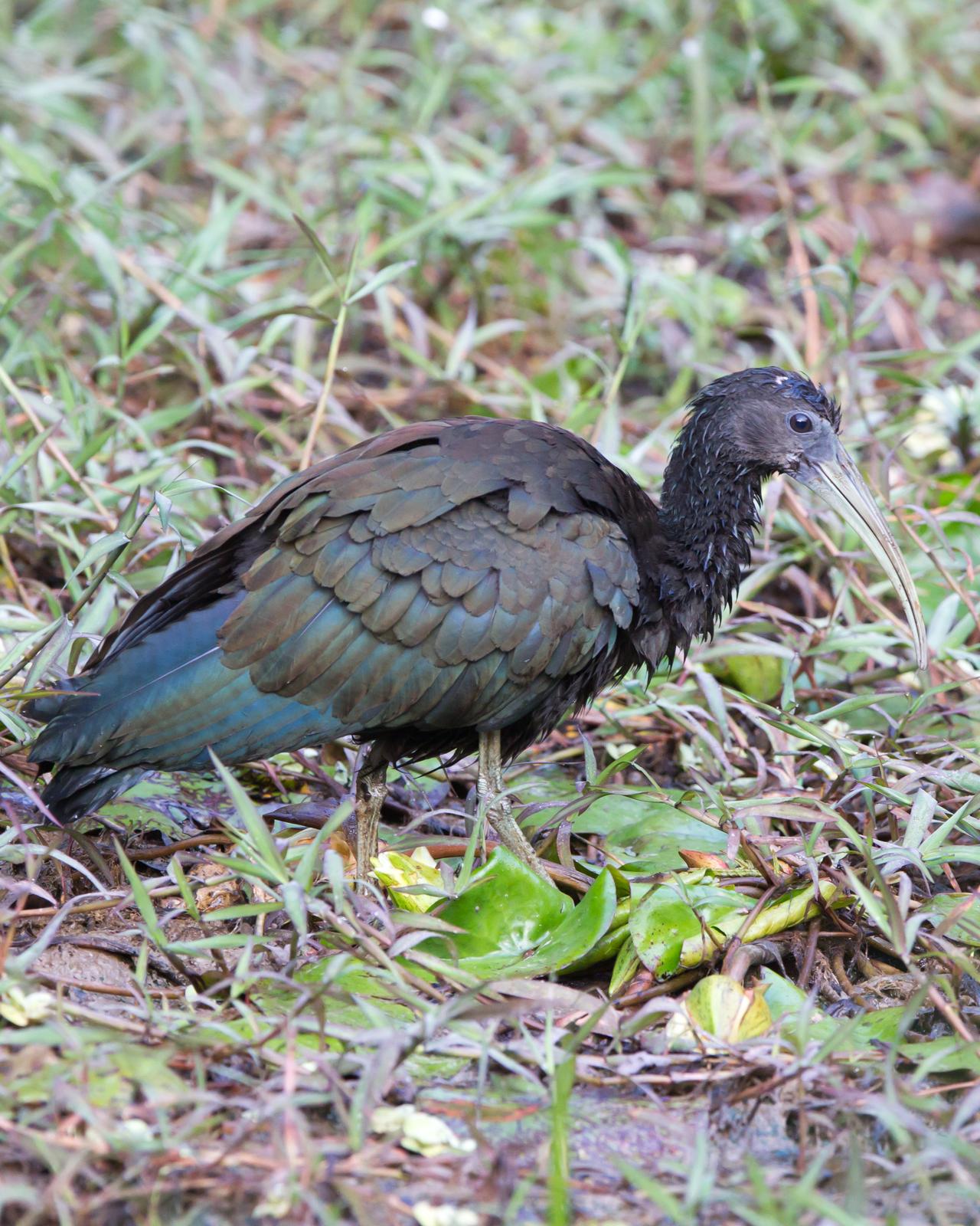 Green Ibis Photo by Kevin Berkoff