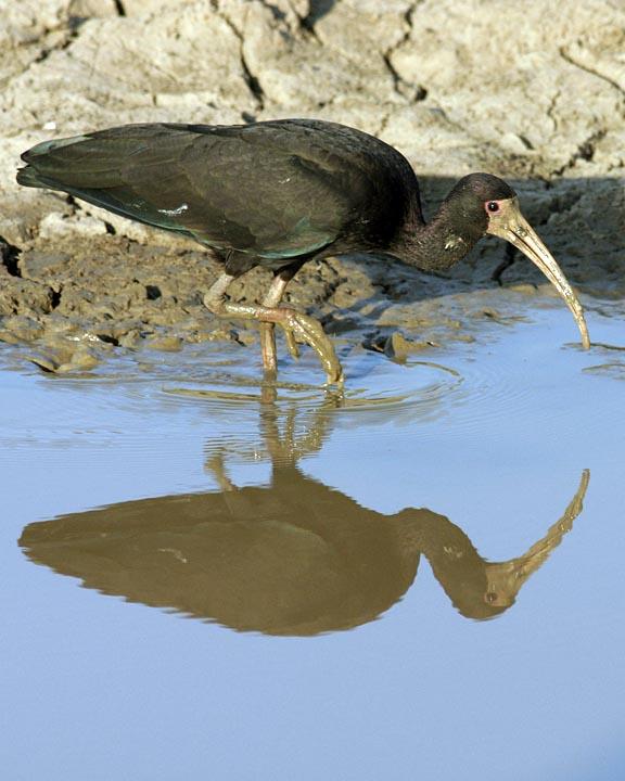 Bare-faced Ibis Photo by Peter Boesman