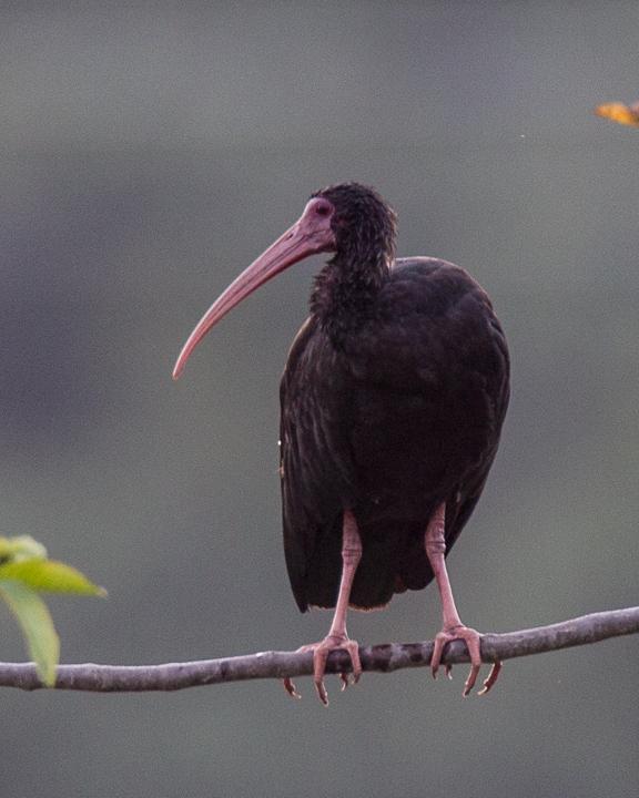 Bare-faced Ibis Photo by Robert Lewis