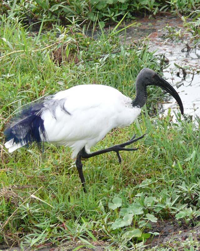 African/Madagascar Sacred Ibis Photo by Larry Sirvio
