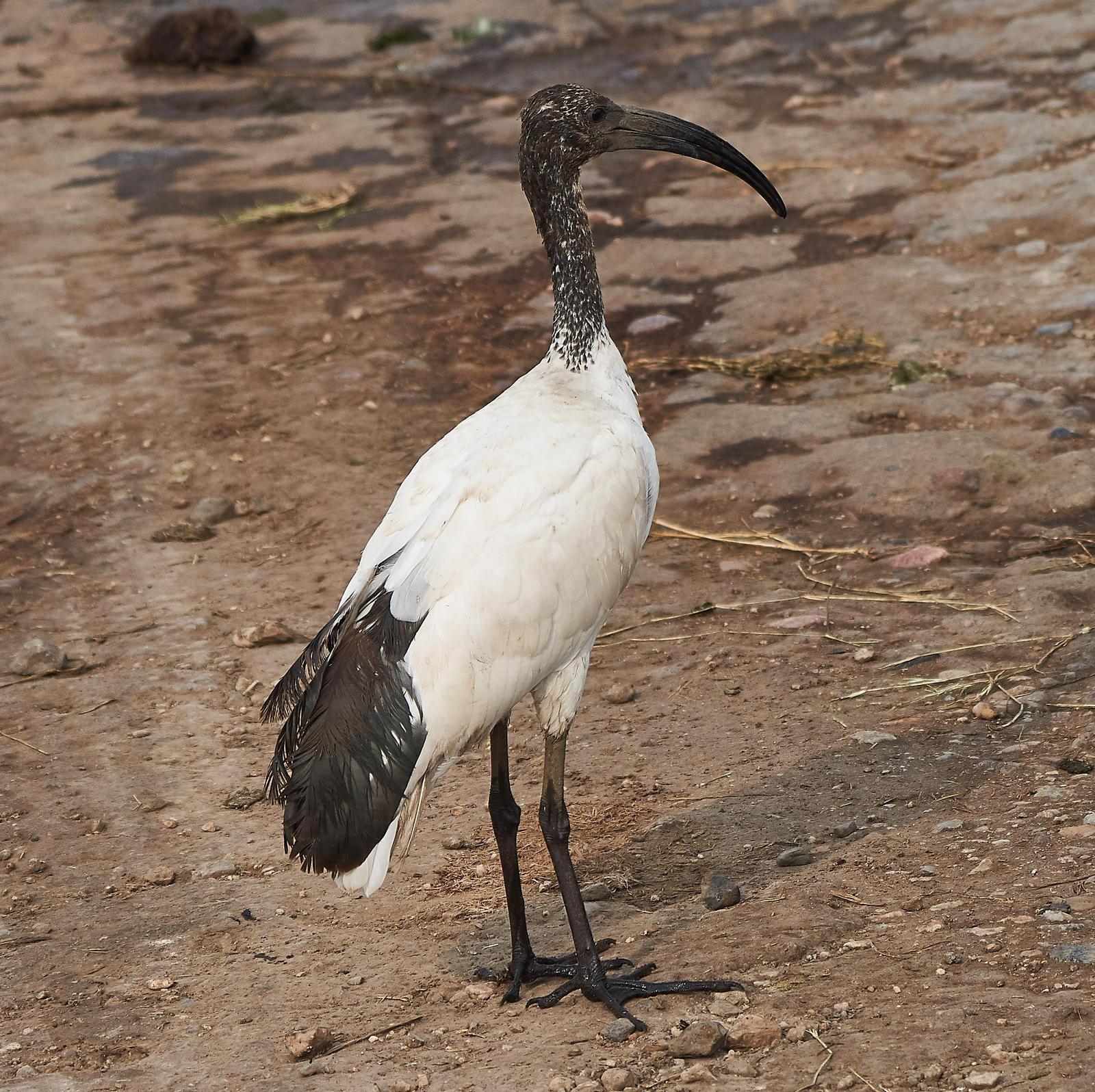 African/Madagascar Sacred Ibis Photo by Steven Cheong