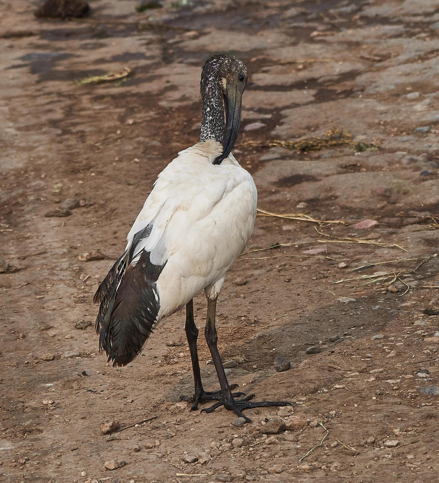 African/Madagascar Sacred Ibis Photo by Steven Cheong