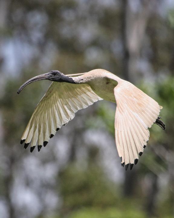 Australian Ibis Photo by Mat Gilfedder