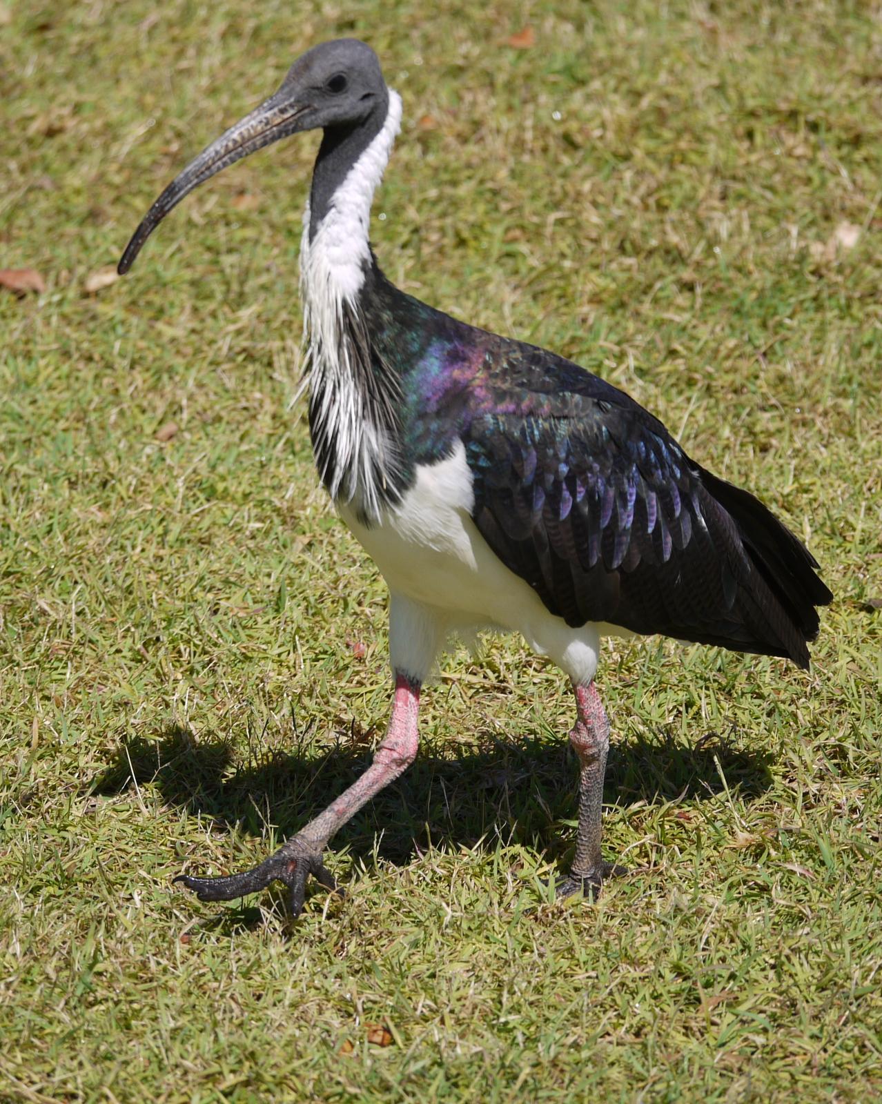 Straw-necked Ibis Photo by Peter Lowe