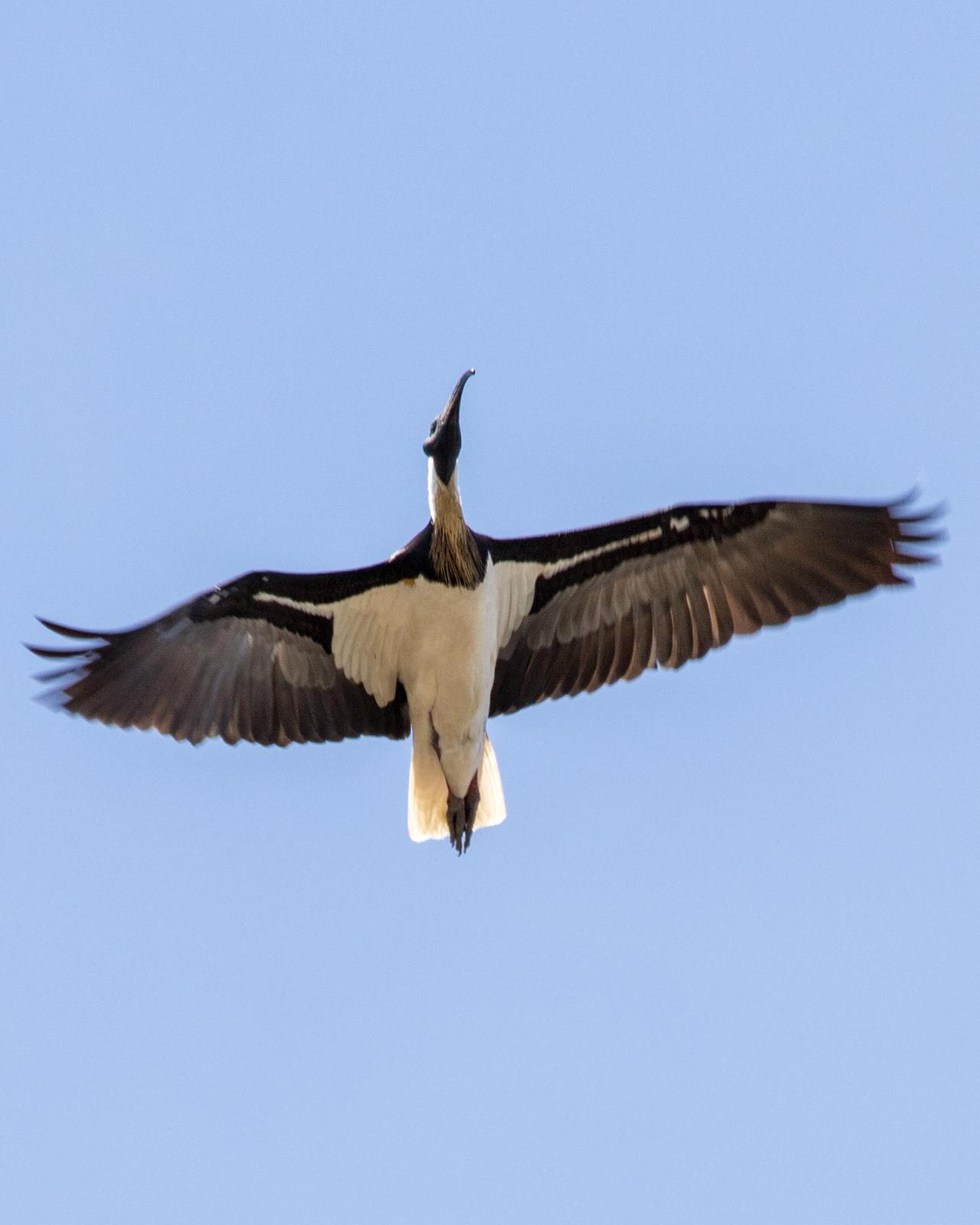 Straw-necked Ibis Photo by Mark Baldwin