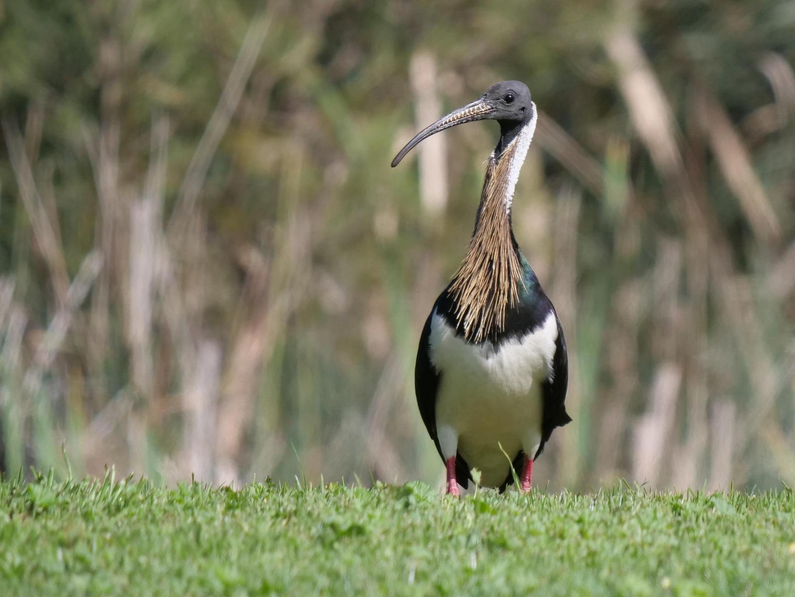 Straw-necked Ibis Photo by Peter Lowe