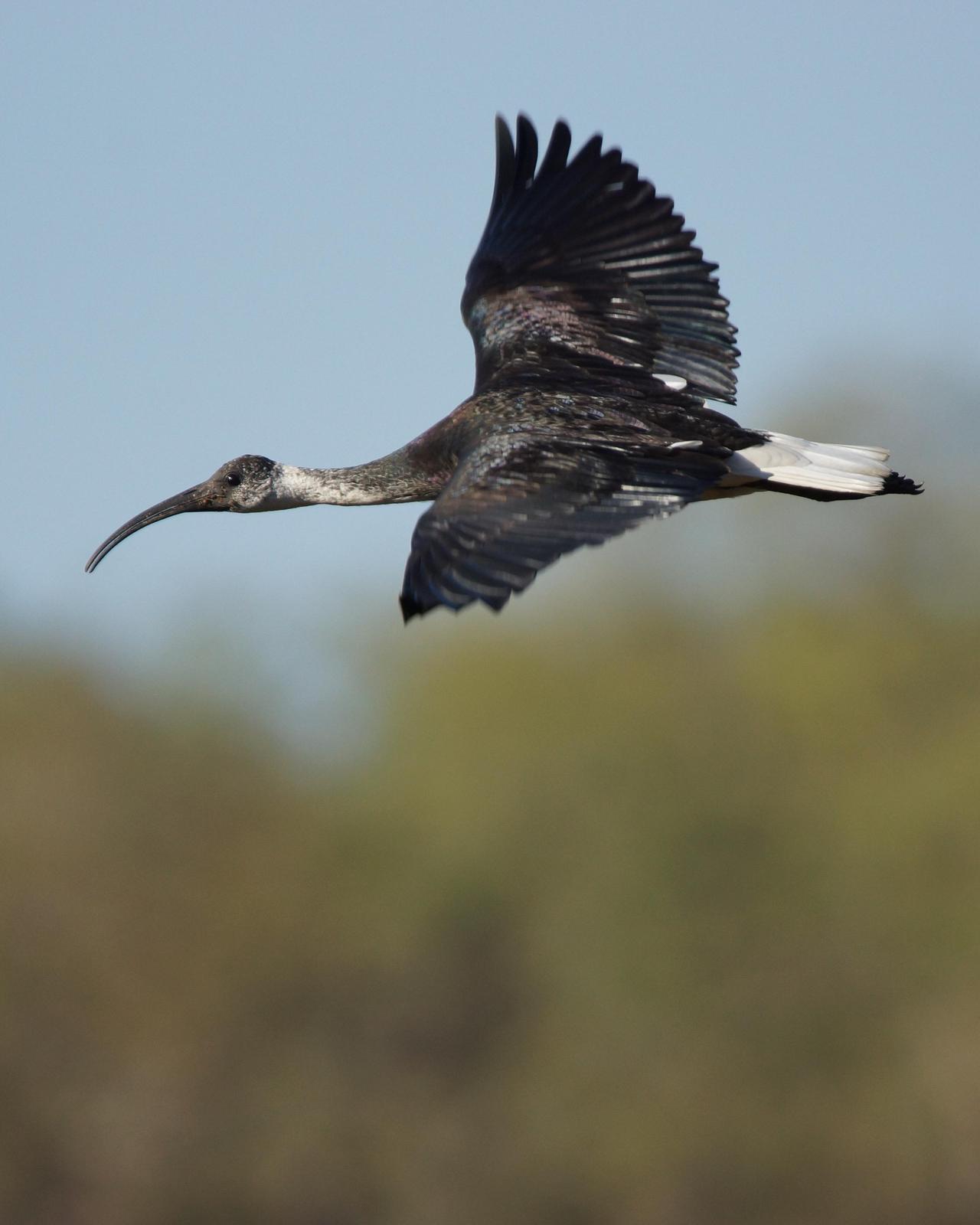 Straw-necked Ibis Photo by Steve Percival