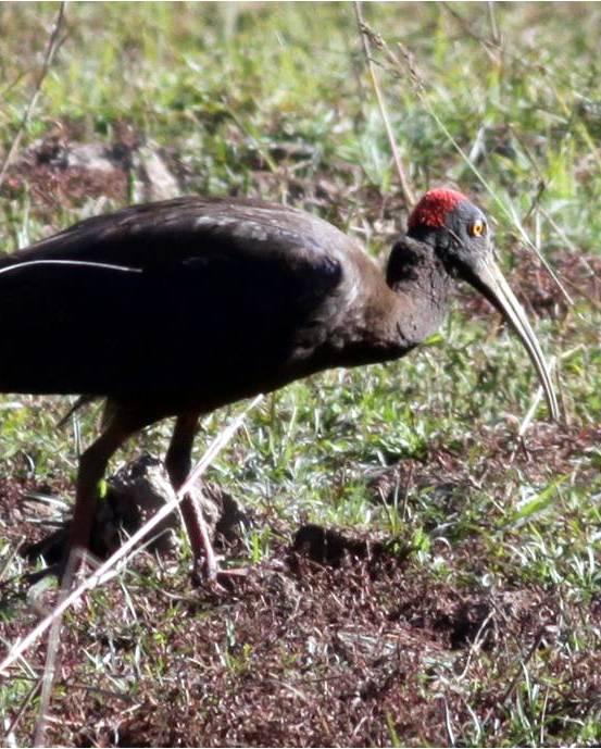 Red-naped Ibis Photo by Frank Gilliland