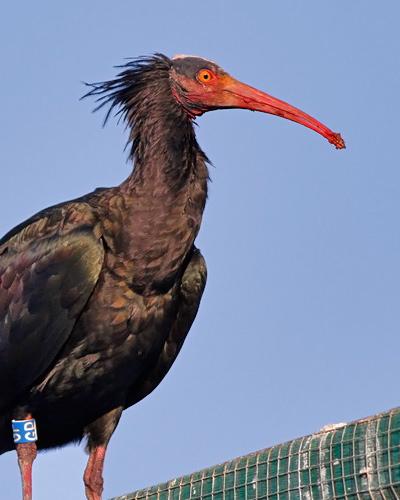Northern Bald Ibis Photo by Stephen Daly