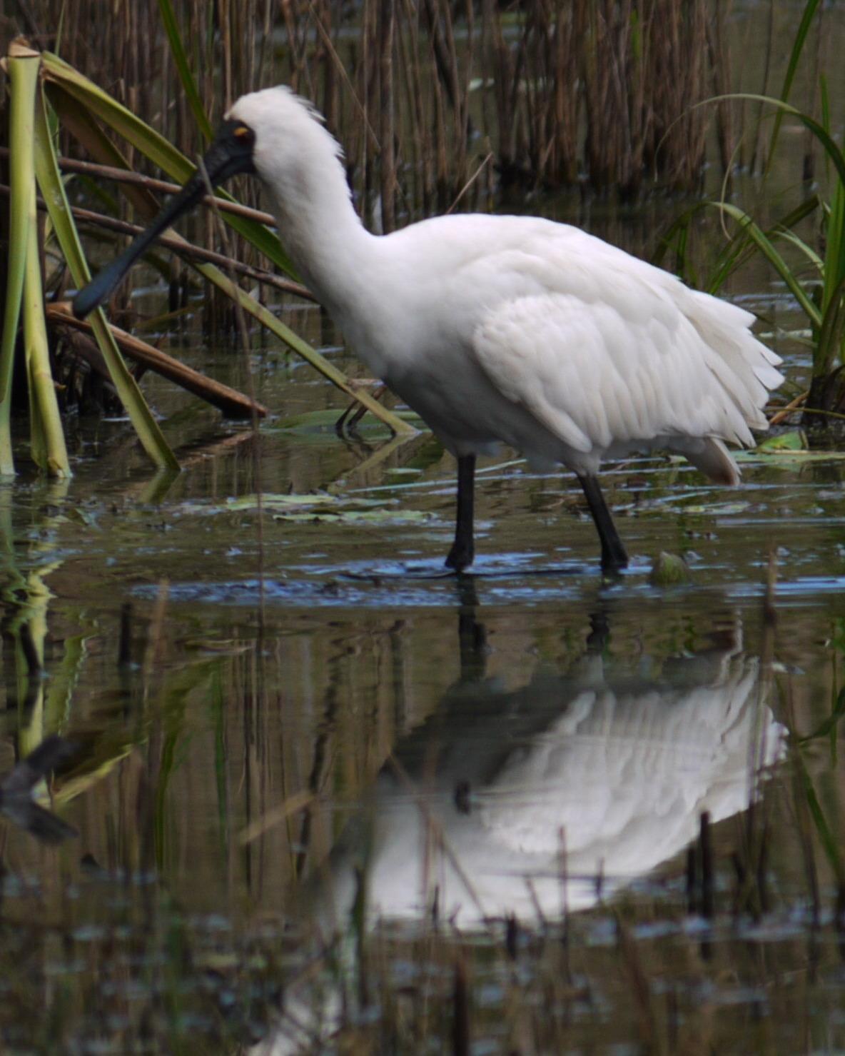 Royal Spoonbill Photo by Peter Lowe