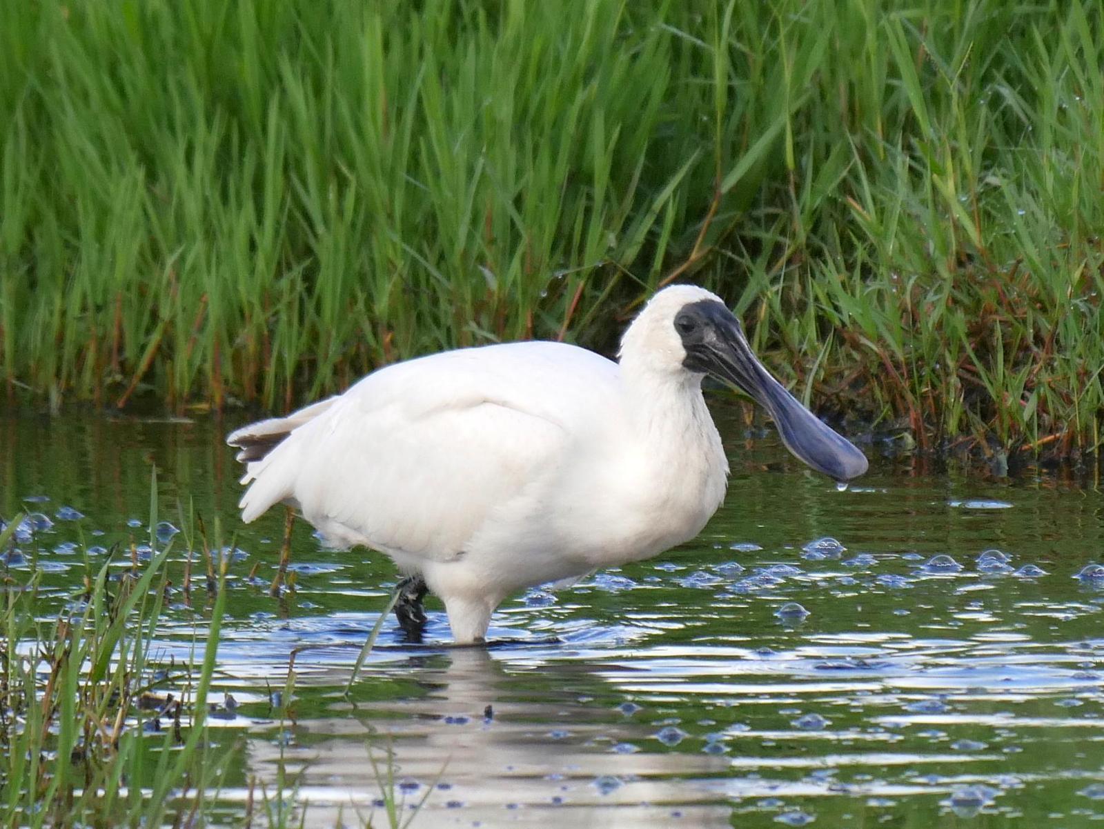 Royal Spoonbill Photo by Peter Lowe