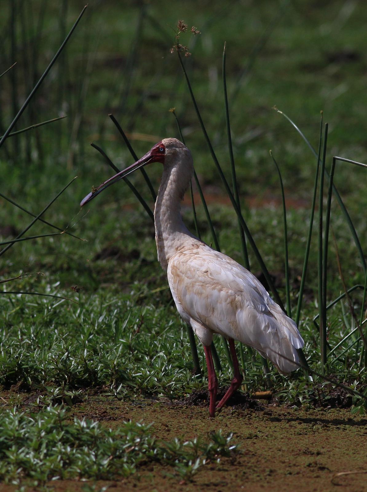 African Spoonbill Photo by Pat Schleiffer
