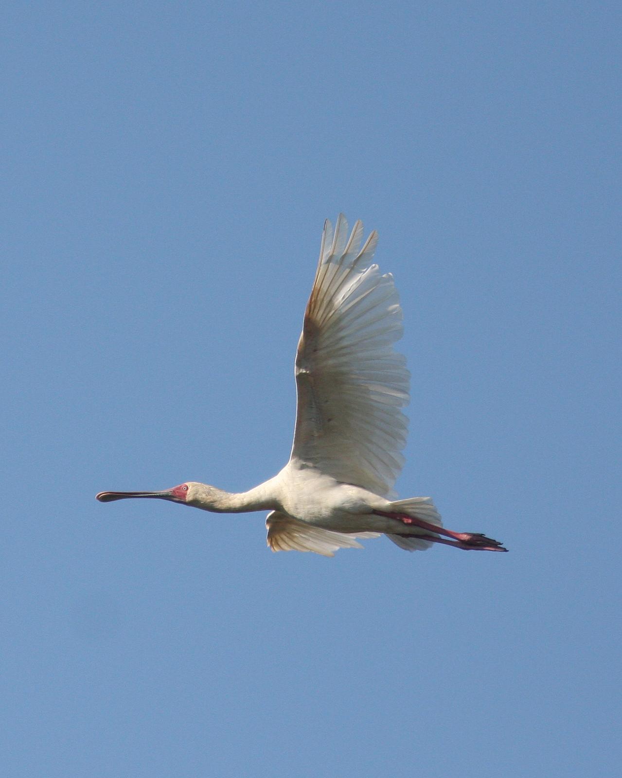 African Spoonbill Photo by Henk Baptist