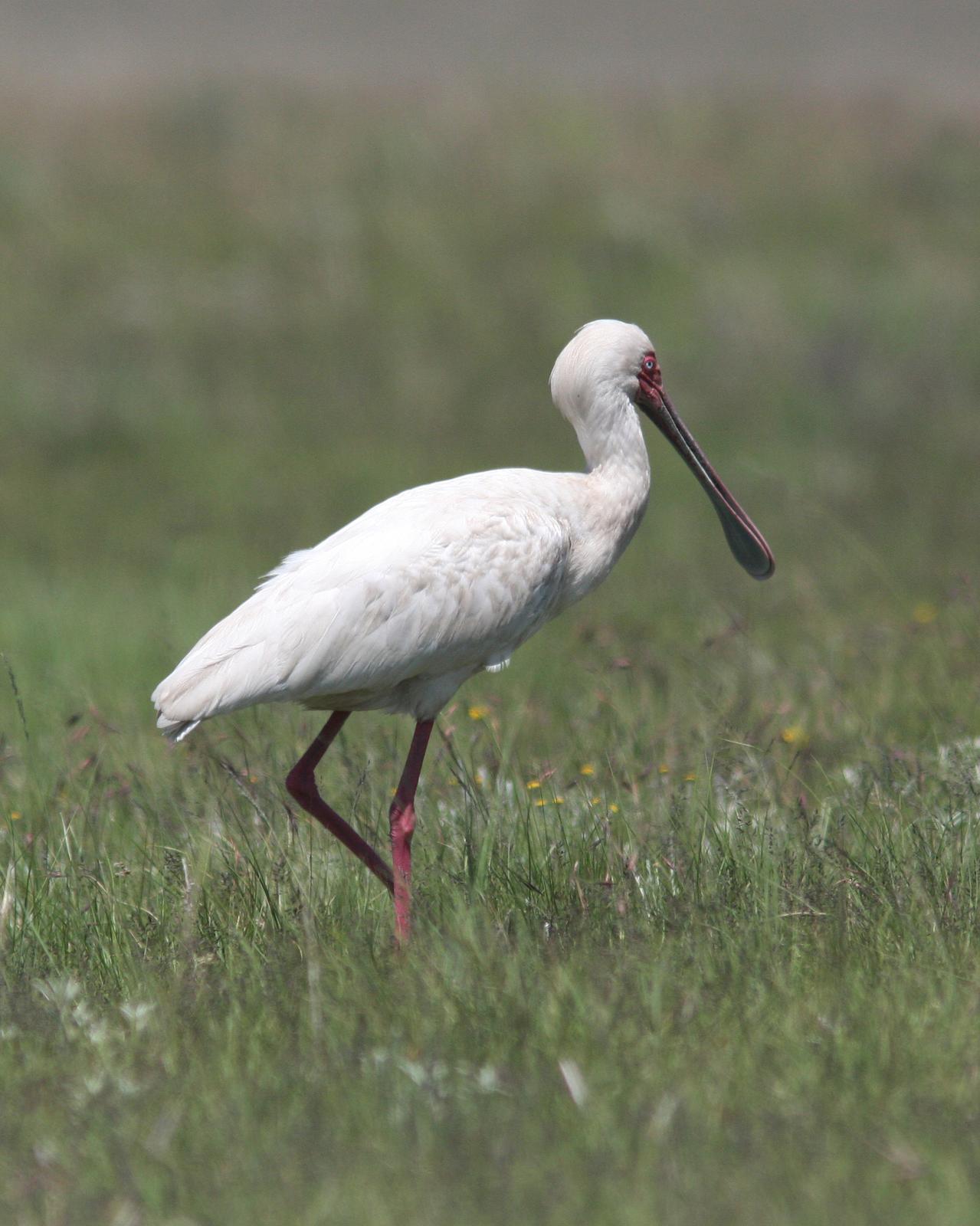 African Spoonbill Photo by Henk Baptist