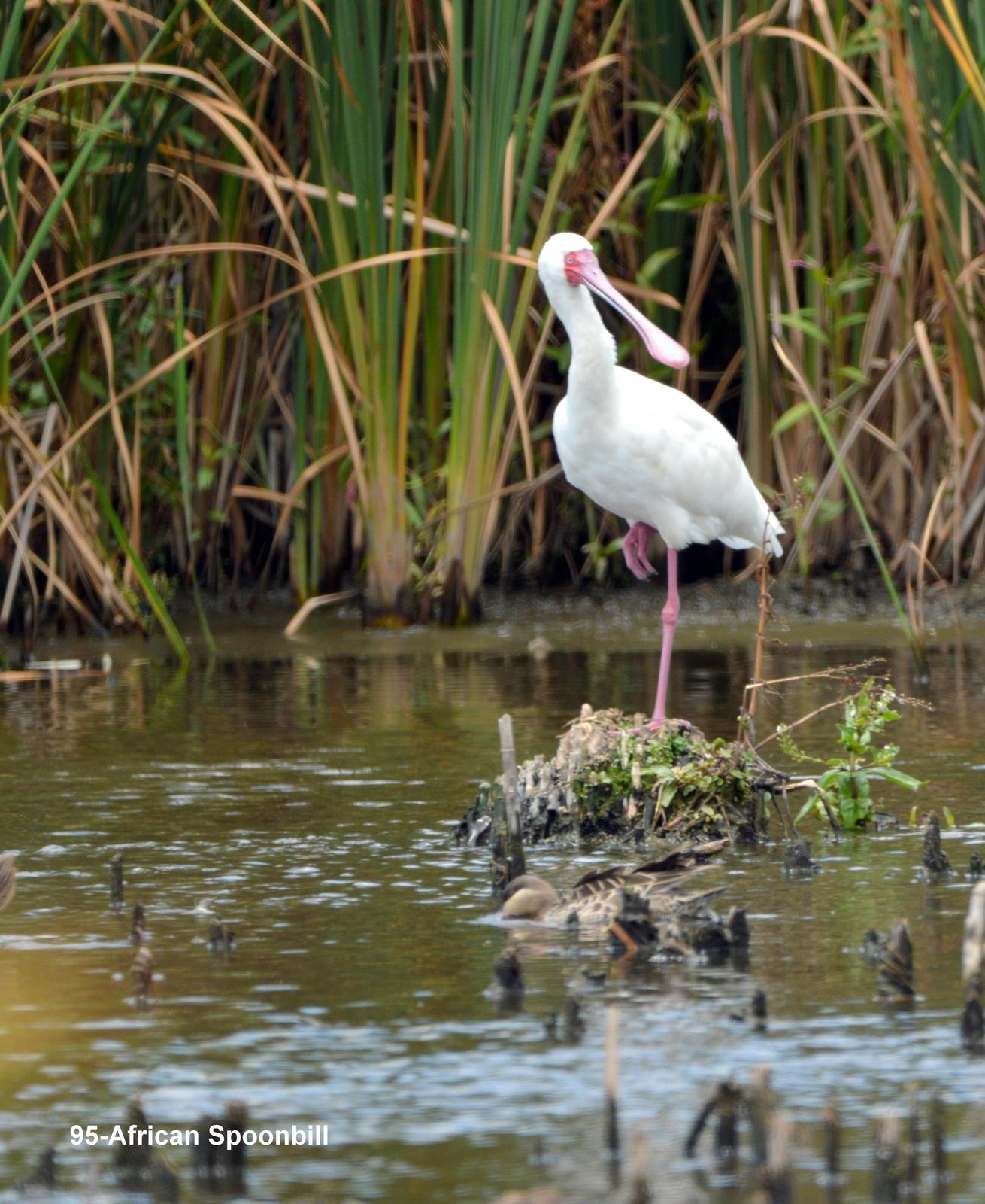 African Spoonbill Photo by Richard  Lowe
