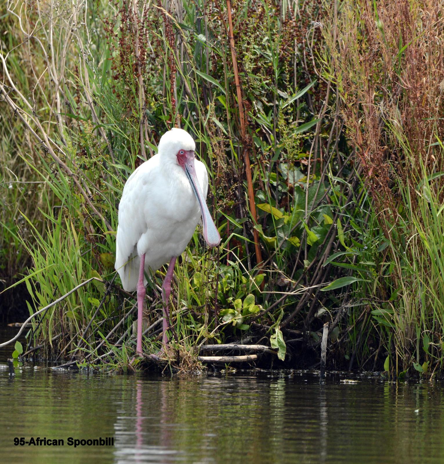African Spoonbill Photo by Richard  Lowe