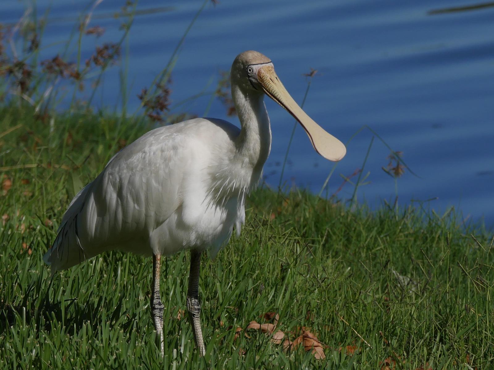 Yellow-billed Spoonbill Photo by Peter Lowe