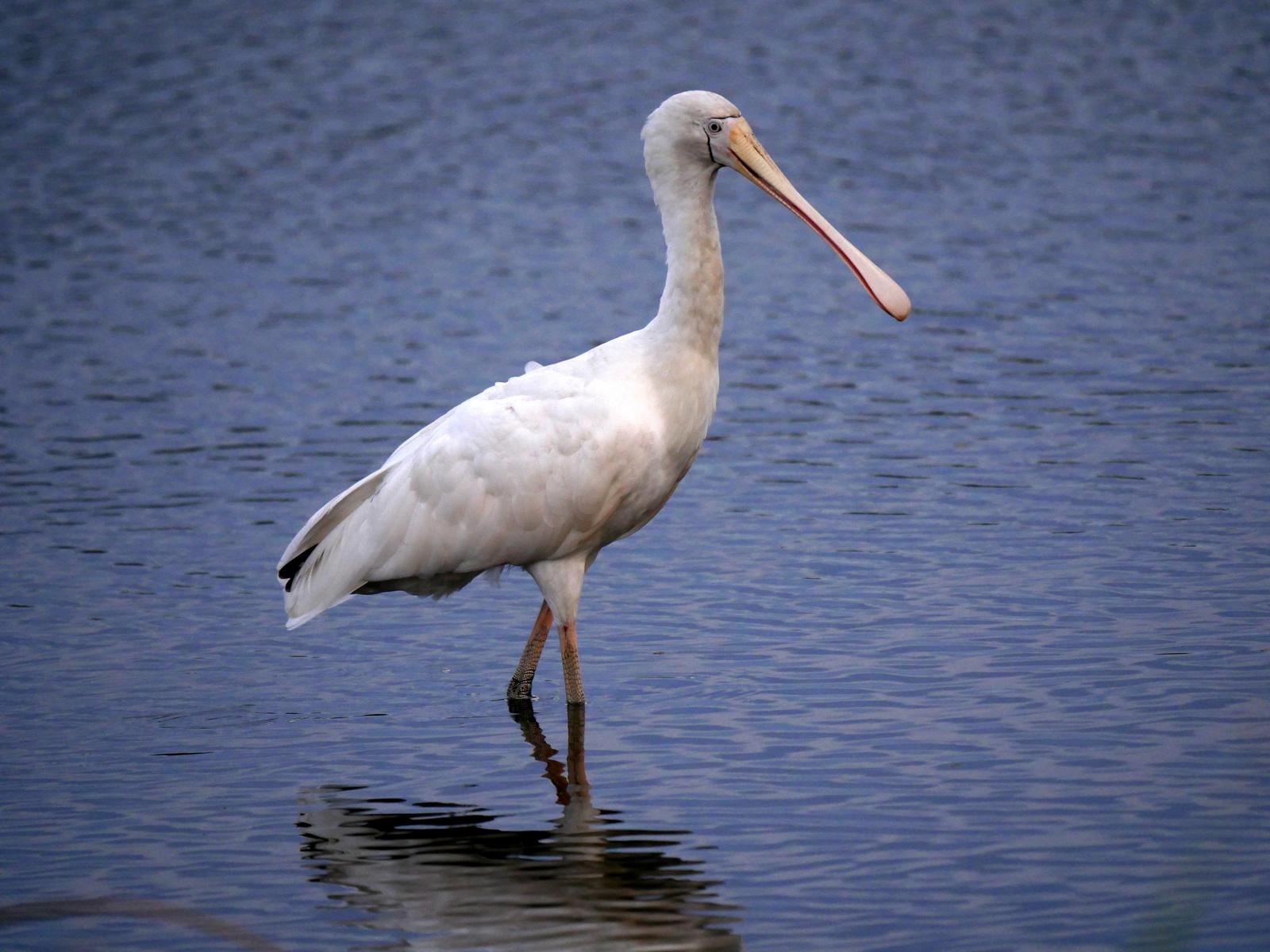 Yellow-billed Spoonbill Photo by Peter Lowe